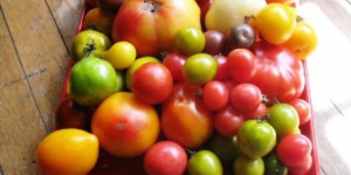 beautiful tomatoes