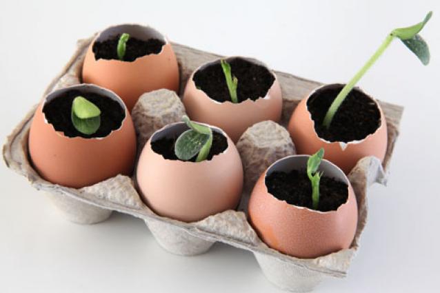 Image of plants sprouting out of eggshells