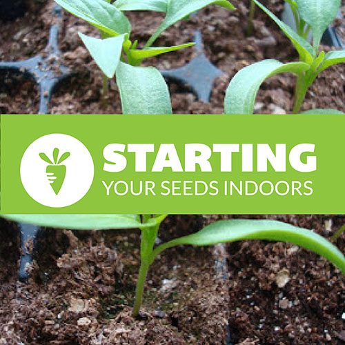Seed Starting header